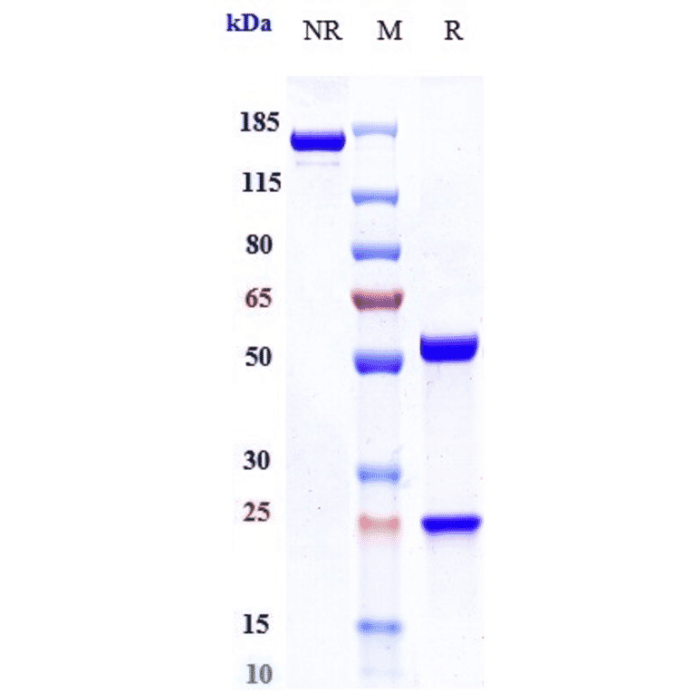 SDS-PAGE - Sapelizumab Biosimilar - Anti-IL-6R Antibody - Low endotoxin, Azide free (A323721) - Antibodies.com