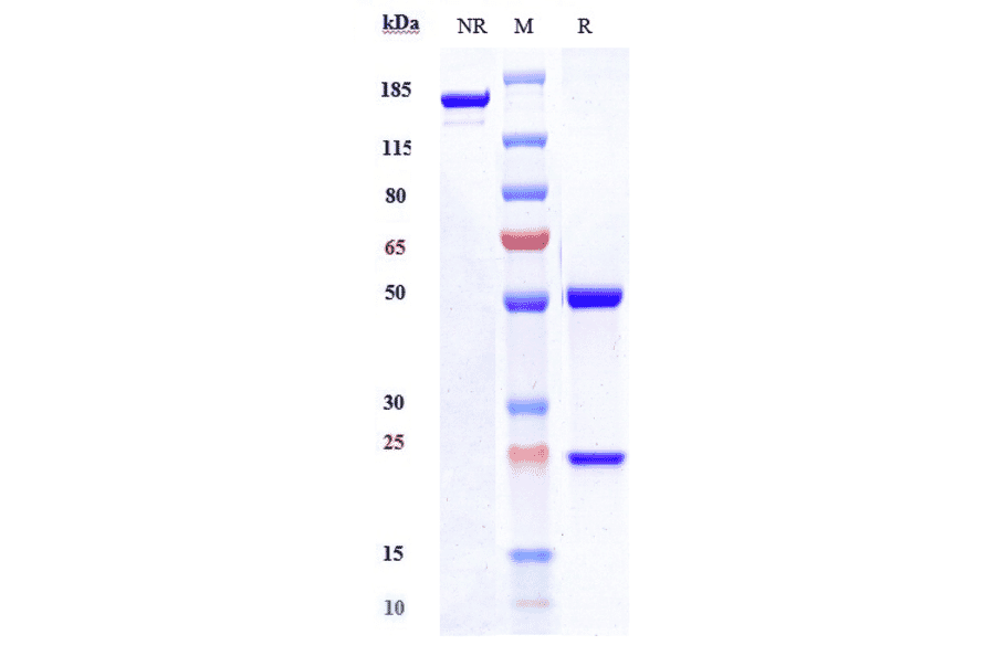 SDS-PAGE - Secukinumab Biosimilar - Anti-IL-17A Antibody - Low endotoxin, Azide free (A323724) - Antibodies.com