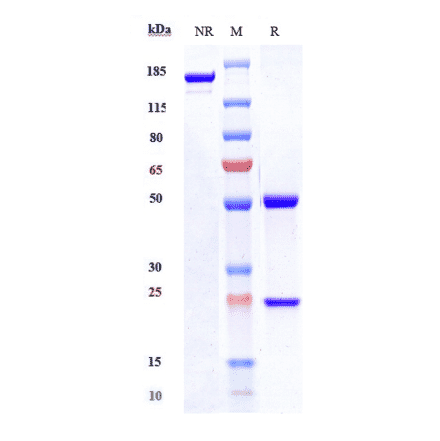 SDS-PAGE - Secukinumab Biosimilar - Anti-IL-17A Antibody - Low endotoxin, Azide free (A323724) - Antibodies.com