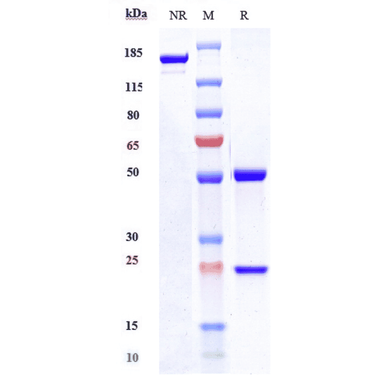 SDS-PAGE - Secukinumab Biosimilar - Anti-IL-17A Antibody - Low endotoxin, Azide free (A323724) - Antibodies.com