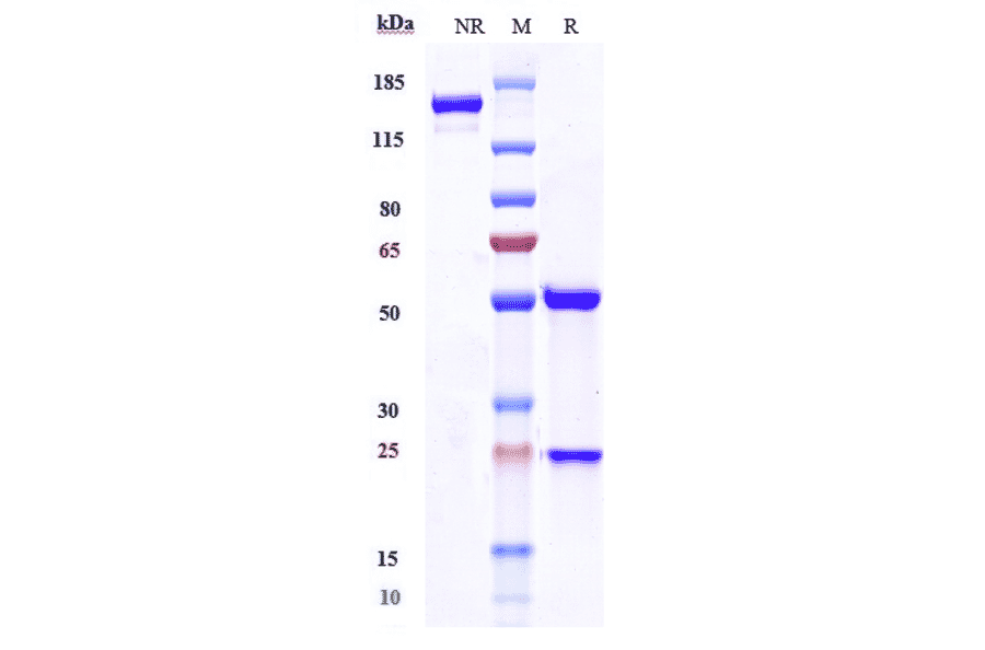 SDS-PAGE - Selicrelumab Biosimilar - Anti-CD40 Antibody - Low endotoxin, Azide free (A323725) - Antibodies.com