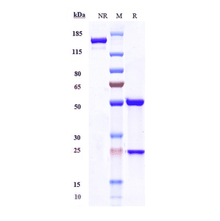 SDS-PAGE - Selicrelumab Biosimilar - Anti-CD40 Antibody - Low endotoxin, Azide free (A323725) - Antibodies.com