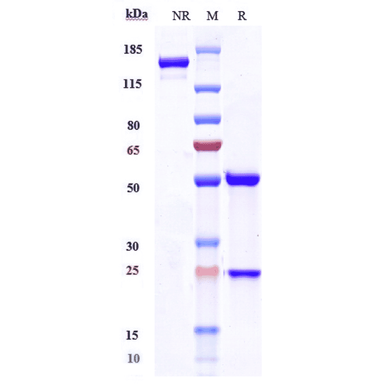 SDS-PAGE - Selicrelumab Biosimilar - Anti-CD40 Antibody - Low endotoxin, Azide free (A323725) - Antibodies.com