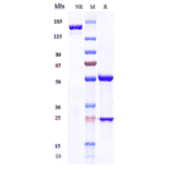 SDS-PAGE - Selicrelumab Biosimilar - Anti-CD40 Antibody - Low endotoxin, Azide free (A323725) - Antibodies.com