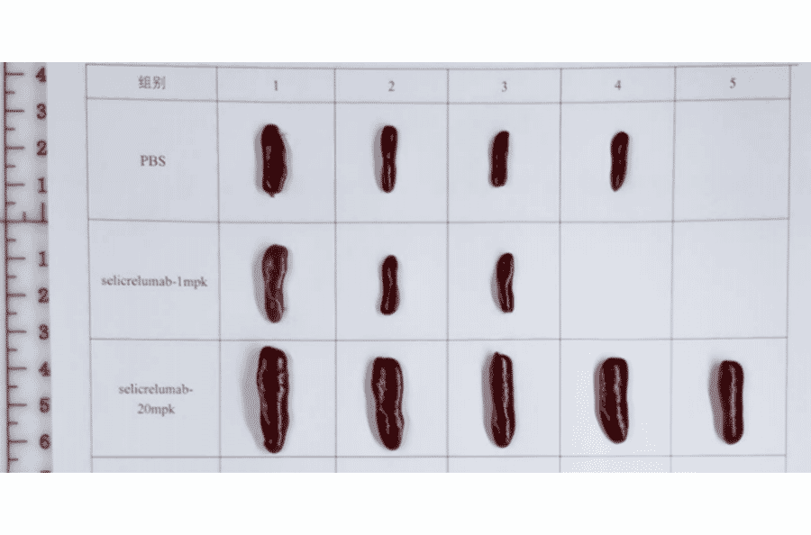 Animal Model - Selicrelumab Biosimilar - Anti-CD40 Antibody - Low endotoxin, Azide free (A323725) - Antibodies.com