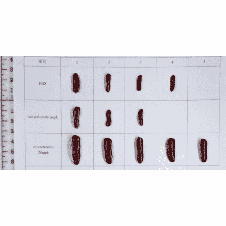 Animal Model - Selicrelumab Biosimilar - Anti-CD40 Antibody - Low endotoxin, Azide free (A323725) - Antibodies.com