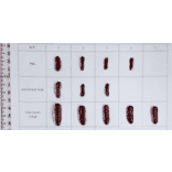 Animal Model - Selicrelumab Biosimilar - Anti-CD40 Antibody - Low endotoxin, Azide free (A323725) - Antibodies.com