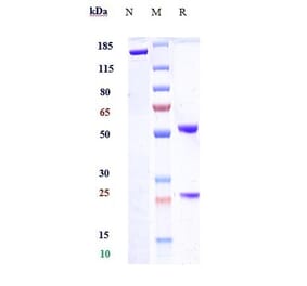 SDS-PAGE - Semorinemab Biosimilar - Anti-Tau Antibody - Low endotoxin, Azide free (A323726) - Antibodies.com