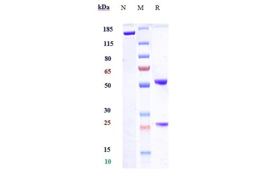 SDS-PAGE - Semorinemab Biosimilar - Anti-Tau Antibody - Low endotoxin, Azide free (A323726) - Antibodies.com
