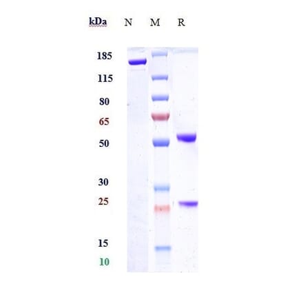 SDS-PAGE - Semorinemab Biosimilar - Anti-Tau Antibody - Low endotoxin, Azide free (A323726) - Antibodies.com