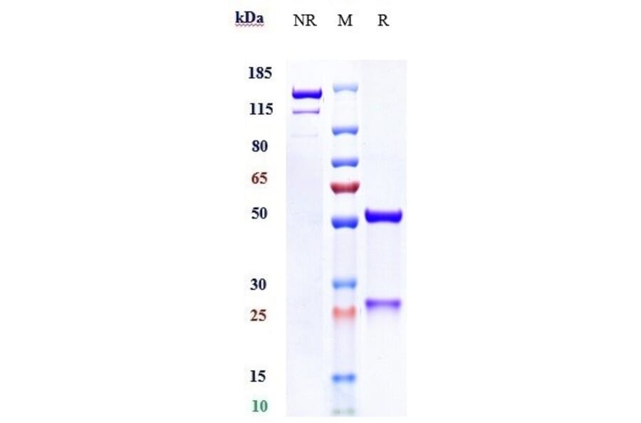 SDS-PAGE - Seribantumab Biosimilar - Anti-ErbB3/HER3 Antibody - Low endotoxin, Azide free (A323729) - Antibodies.com