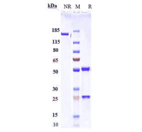 SDS-PAGE - Serplulimab Biosimilar - Anti-PD1 Antibody - Low endotoxin, Azide free (A323730) - Antibodies.com