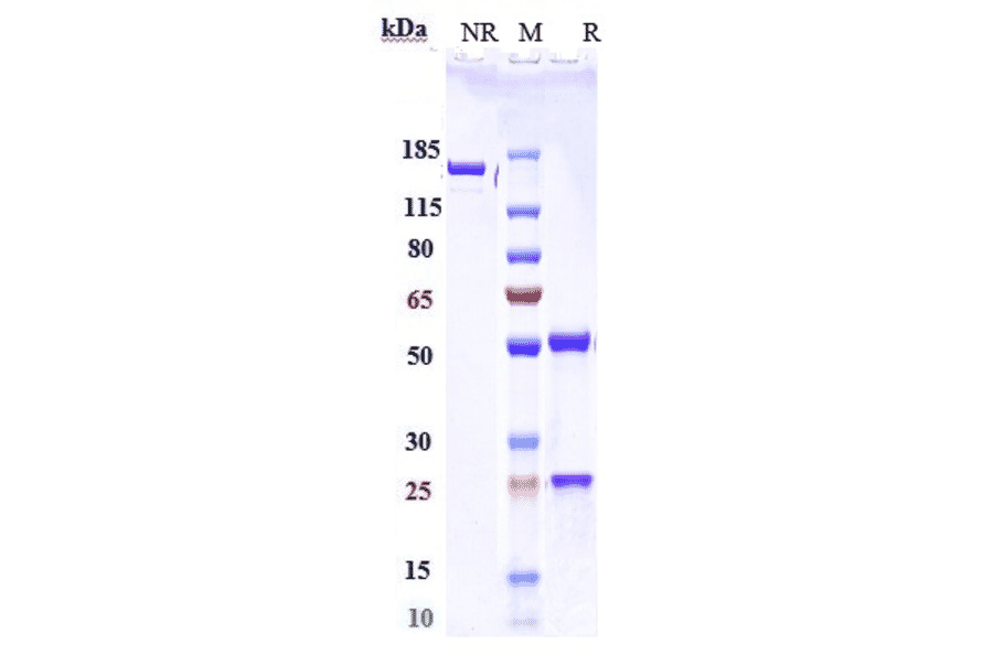 SDS-PAGE - Serplulimab Biosimilar - Anti-PD1 Antibody - Low endotoxin, Azide free (A323730) - Antibodies.com
