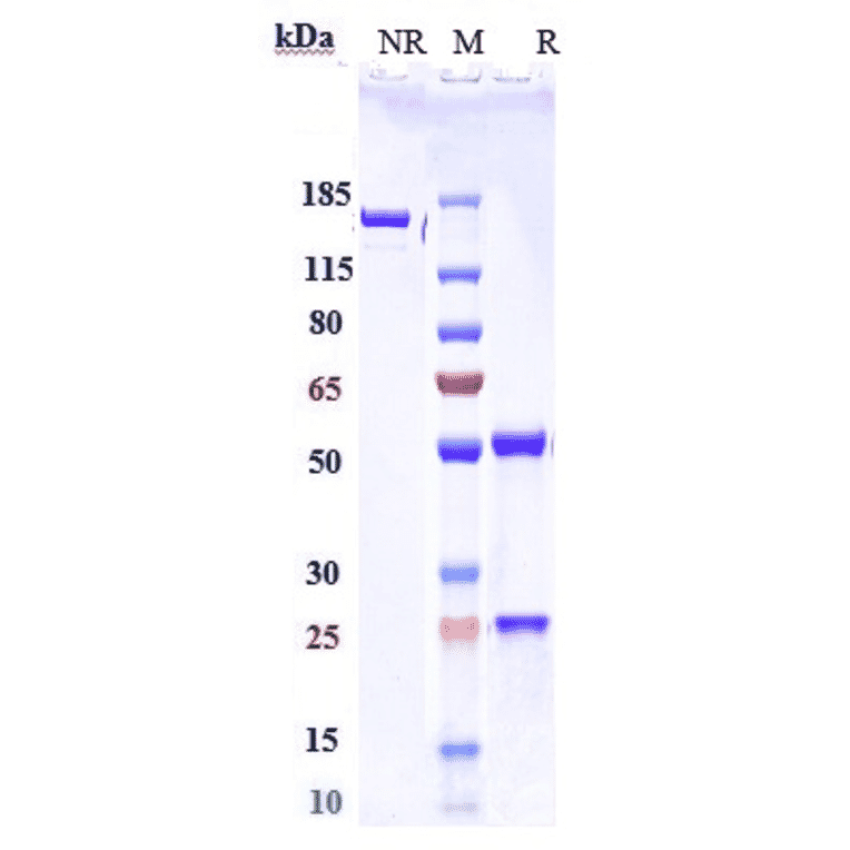 SDS-PAGE - Serplulimab Biosimilar - Anti-PD1 Antibody - Low endotoxin, Azide free (A323730) - Antibodies.com