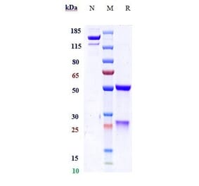 SDS-PAGE - Setrusumab Biosimilar - Anti-Sclerostin Antibody - Low endotoxin, Azide free (A323732) - Antibodies.com
