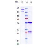 SDS-PAGE - Setrusumab Biosimilar - Anti-Sclerostin Antibody - Low endotoxin, Azide free (A323732) - Antibodies.com