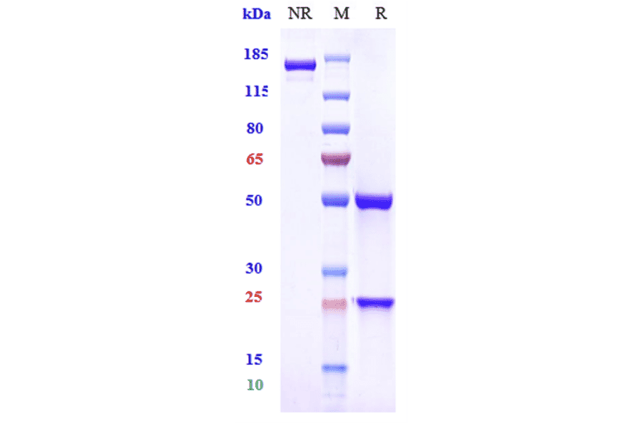 SDS-PAGE - Sibeprenlimab Biosimilar - Anti-APRIL/TNFSF13 Antibody - Low endotoxin, Azide free (A323733) - Antibodies.com