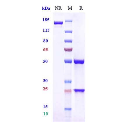 SDS-PAGE - Sibeprenlimab Biosimilar - Anti-APRIL/TNFSF13 Antibody - Low endotoxin, Azide free (A323733) - Antibodies.com