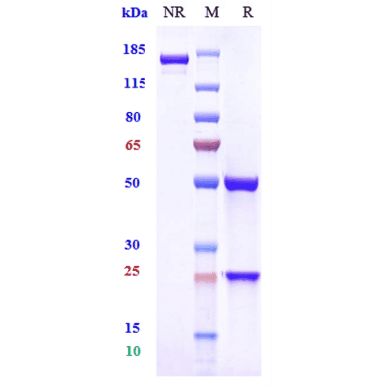 SDS-PAGE - Sibeprenlimab Biosimilar - Anti-APRIL/TNFSF13 Antibody - Low endotoxin, Azide free (A323733) - Antibodies.com