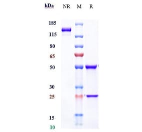 SDS-PAGE - Sifalimumab Biosimilar - Anti-Interferon alpha 1 Antibody - Low endotoxin, Azide free (A323735) - Antibodies.com