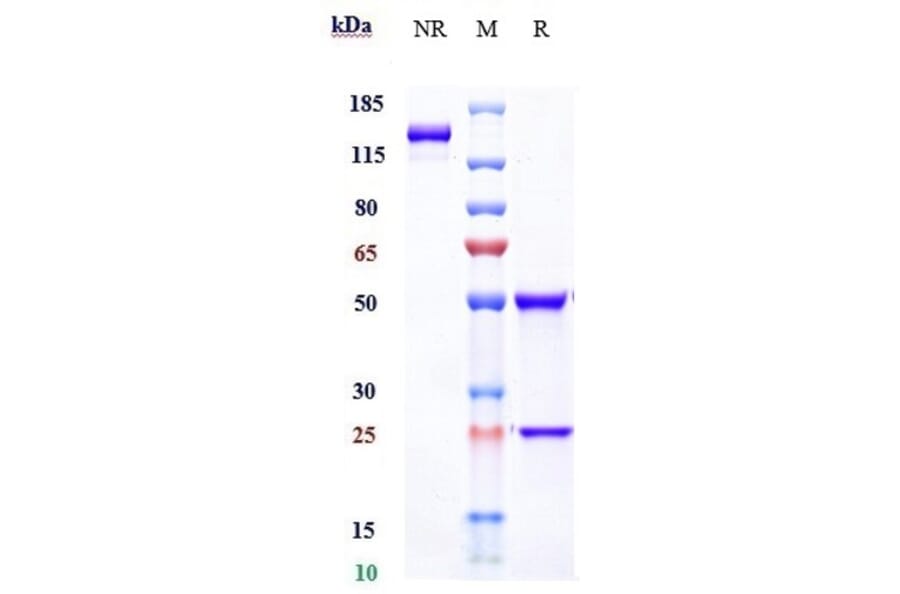 SDS-PAGE - Sifalimumab Biosimilar - Anti-Interferon alpha 1 Antibody - Low endotoxin, Azide free (A323735) - Antibodies.com