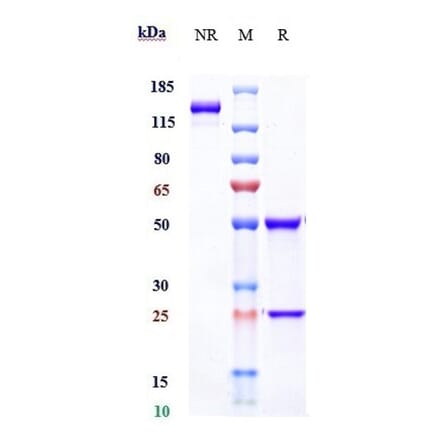 SDS-PAGE - Sifalimumab Biosimilar - Anti-Interferon alpha 1 Antibody - Low endotoxin, Azide free (A323735) - Antibodies.com