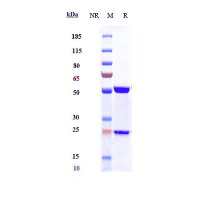SDS-PAGE - Siltuximab Biosimilar - Anti-IL-6 Antibody - Low endotoxin, Azide free (A323736) - Antibodies.com