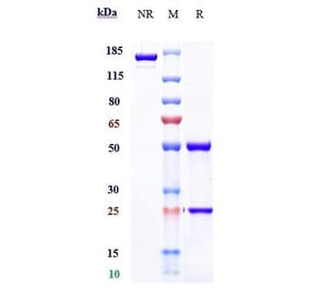 SDS-PAGE - Simtuzumab Biosimilar - Anti-LOXL2 Antibody - Low endotoxin, Azide free (A323737) - Antibodies.com