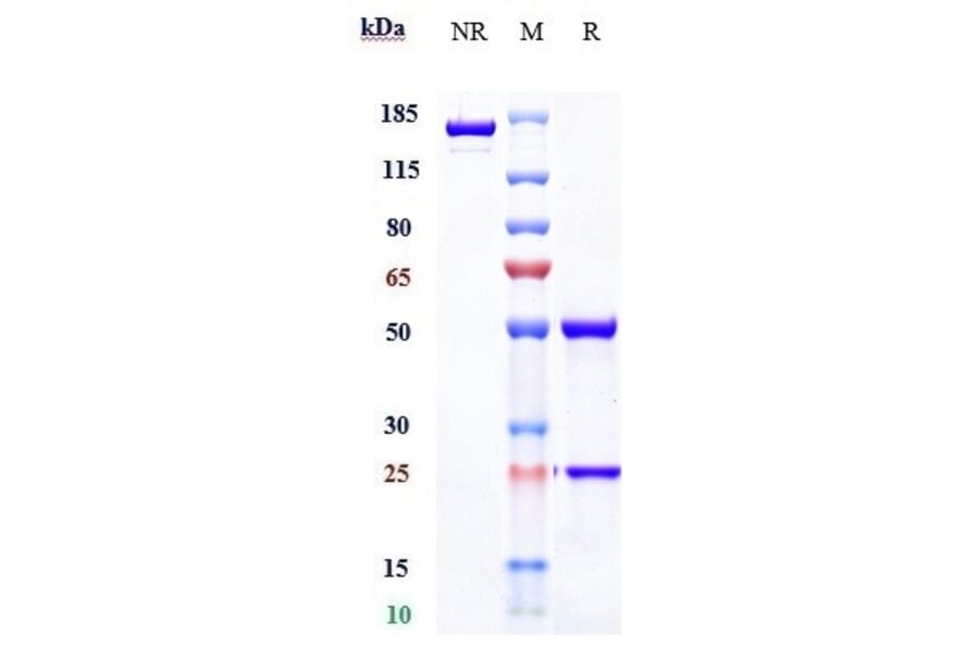 SDS-PAGE - Simtuzumab Biosimilar - Anti-LOXL2 Antibody - Low endotoxin, Azide free (A323737) - Antibodies.com