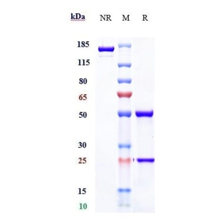 SDS-PAGE - Simtuzumab Biosimilar - Anti-LOXL2 Antibody - Low endotoxin, Azide free (A323737) - Antibodies.com