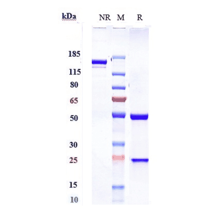 SDS-PAGE - Sintilimab Biosimilar - Anti-PD1 Antibody - Low endotoxin, Azide free (A323738) - Antibodies.com