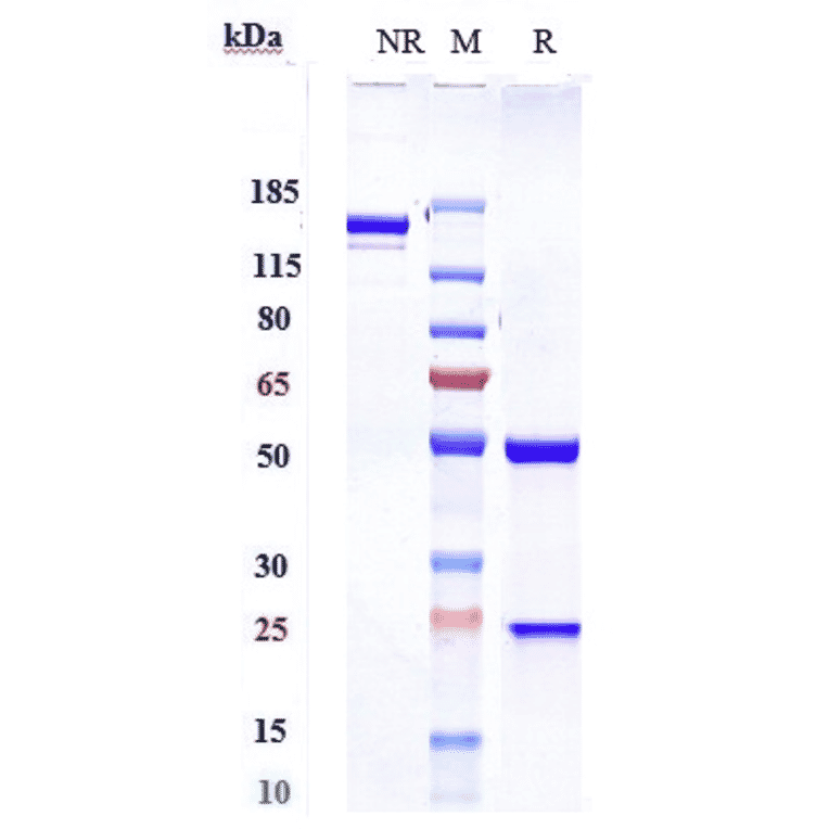 SDS-PAGE - Sintilimab Biosimilar - Anti-PD1 Antibody - Low endotoxin, Azide free (A323738) - Antibodies.com
