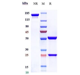SDS-PAGE - Siplizumab Biosimilar - Anti-CD2 Antibody - Low endotoxin, Azide free (A323739) - Antibodies.com