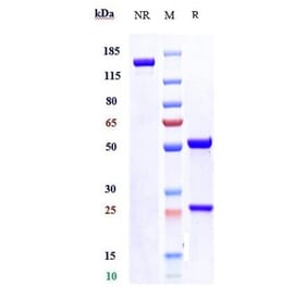 SDS-PAGE - Sirtratumab Biosimilar - Anti-SLITRK6 Antibody - Low endotoxin, Azide free (A323741) - Antibodies.com
