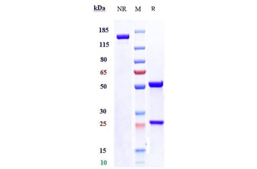 SDS-PAGE - Sirtratumab Biosimilar - Anti-SLITRK6 Antibody - Low endotoxin, Azide free (A323741) - Antibodies.com