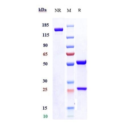 SDS-PAGE - Sirtratumab Biosimilar - Anti-SLITRK6 Antibody - Low endotoxin, Azide free (A323741) - Antibodies.com