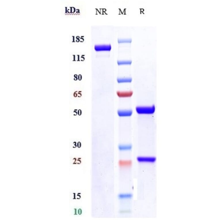 SDS-PAGE - Sirtratumab Biosimilar - Anti-SLITRK6 Antibody - Low endotoxin, Azide free (A323741) - Antibodies.com
