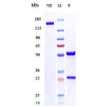 SDS-PAGE - Sirtratumab Biosimilar - Anti-SLITRK6 Antibody - Low endotoxin, Azide free (A323741) - Antibodies.com