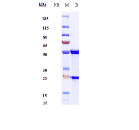 SDS-PAGE - Sirukumab Biosimilar - Anti-IL-6 Antibody - Low endotoxin, Azide free (A323742) - Antibodies.com