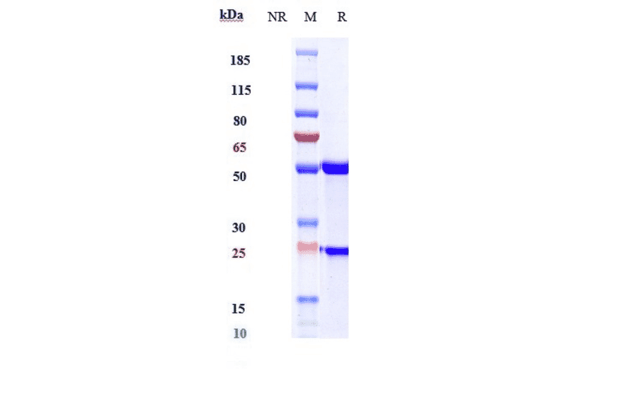SDS-PAGE - Sirukumab Biosimilar - Anti-IL-6 Antibody - Low endotoxin, Azide free (A323742) - Antibodies.com