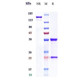 SDS-PAGE - Sofituzumab Biosimilar - Anti-MUC16 Antibody - Low endotoxin, Azide free (A323744) - Antibodies.com