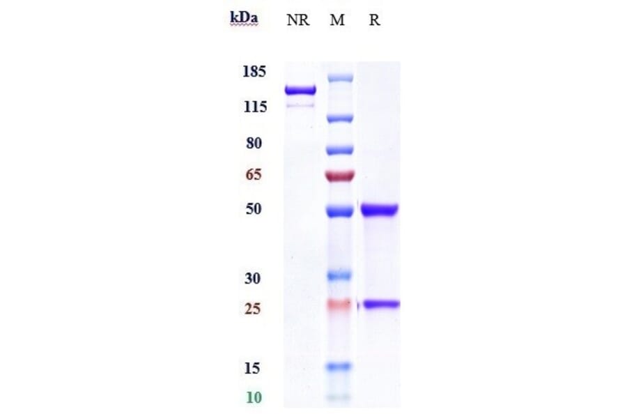 SDS-PAGE - Sofituzumab Biosimilar - Anti-MUC16 Antibody - Low endotoxin, Azide free (A323744) - Antibodies.com