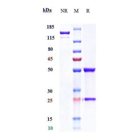 SDS-PAGE - Sofituzumab Biosimilar - Anti-MUC16 Antibody - Low endotoxin, Azide free (A323744) - Antibodies.com