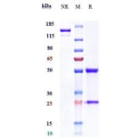 SDS-PAGE - Sofituzumab Biosimilar - Anti-MUC16 Antibody - Low endotoxin, Azide free (A323744) - Antibodies.com