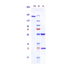 SDS-PAGE - Solanezumab Biosimilar - Anti-beta Amyloid Antibody - Low endotoxin, Azide free (A323745) - Antibodies.com