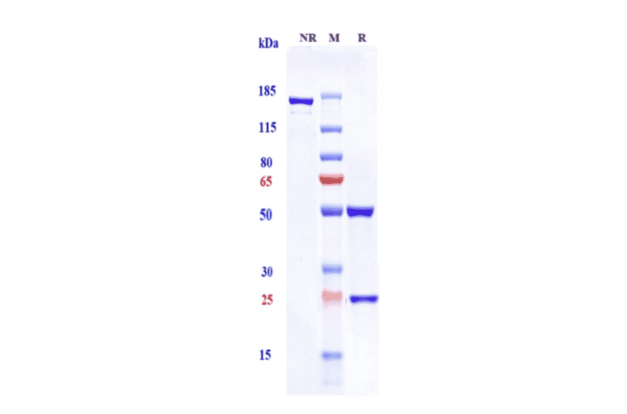 SDS-PAGE - Solanezumab Biosimilar - Anti-beta Amyloid Antibody - Low endotoxin, Azide free (A323745) - Antibodies.com