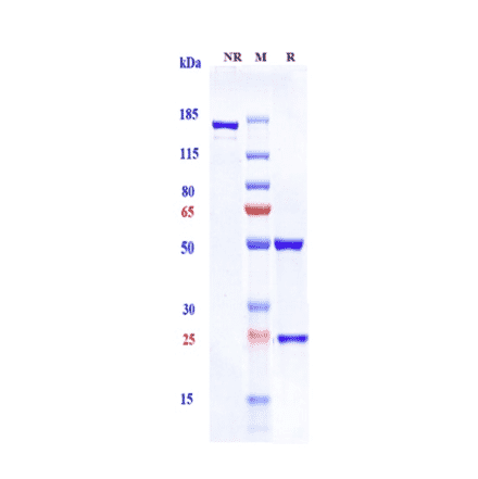 SDS-PAGE - Solanezumab Biosimilar - Anti-beta Amyloid Antibody - Low endotoxin, Azide free (A323745) - Antibodies.com