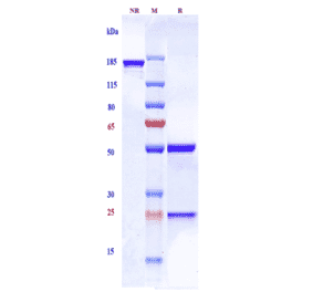 SDS-PAGE - Sonepcizumab Biosimilar - Anti-SGPP1 Antibody - Low endotoxin, Azide free (A323746) - Antibodies.com