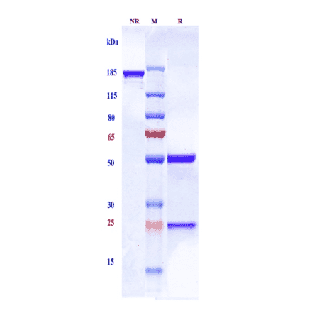 SDS-PAGE - Sonepcizumab Biosimilar - Anti-SGPP1 Antibody - Low endotoxin, Azide free (A323746) - Antibodies.com