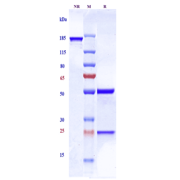 SDS-PAGE - Sonepcizumab Biosimilar - Anti-SGPP1 Antibody - Low endotoxin, Azide free (A323746) - Antibodies.com